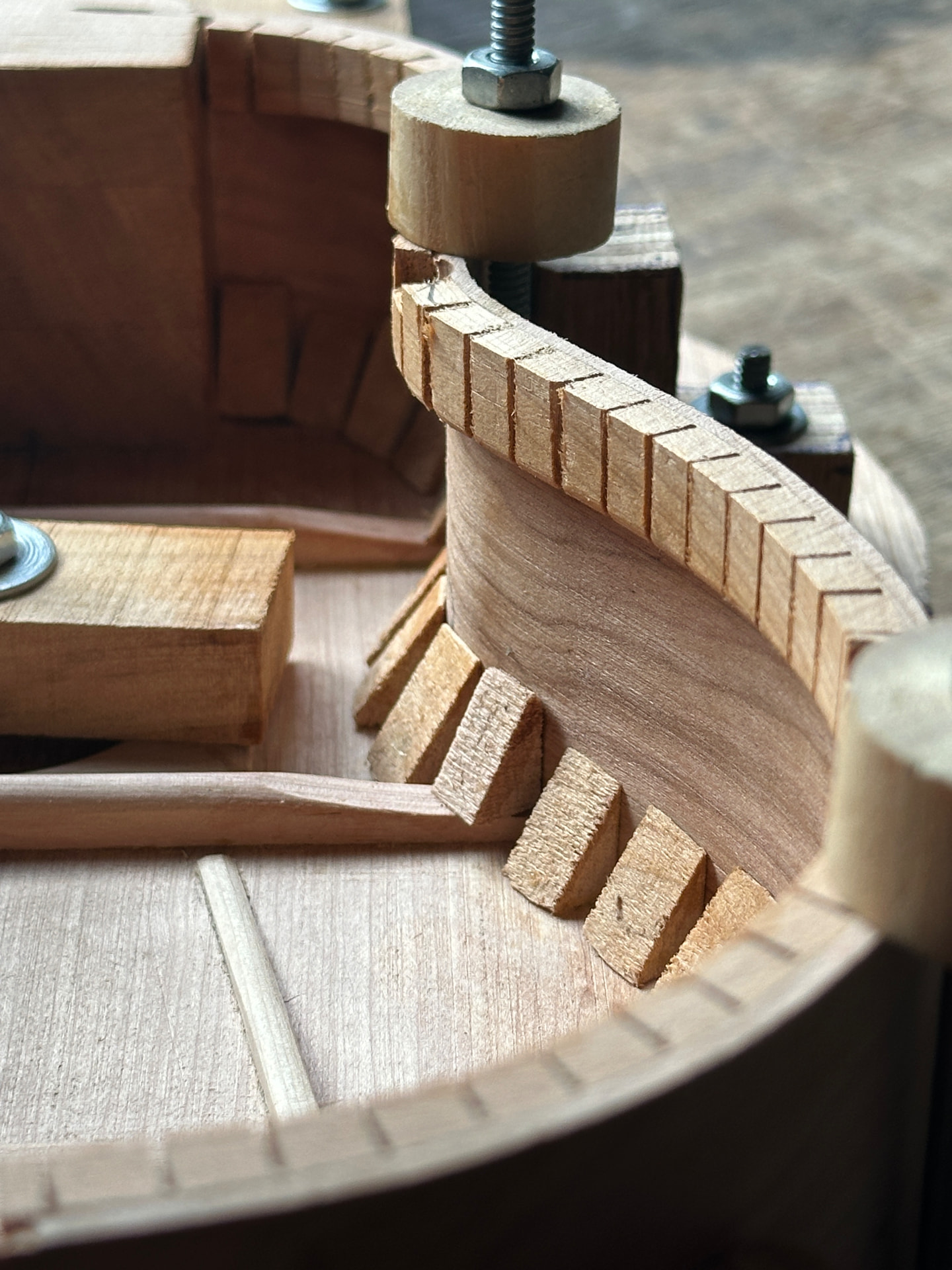 Interior de un ukelele en construcción, con costillas de refuerzo de lenga y prensas